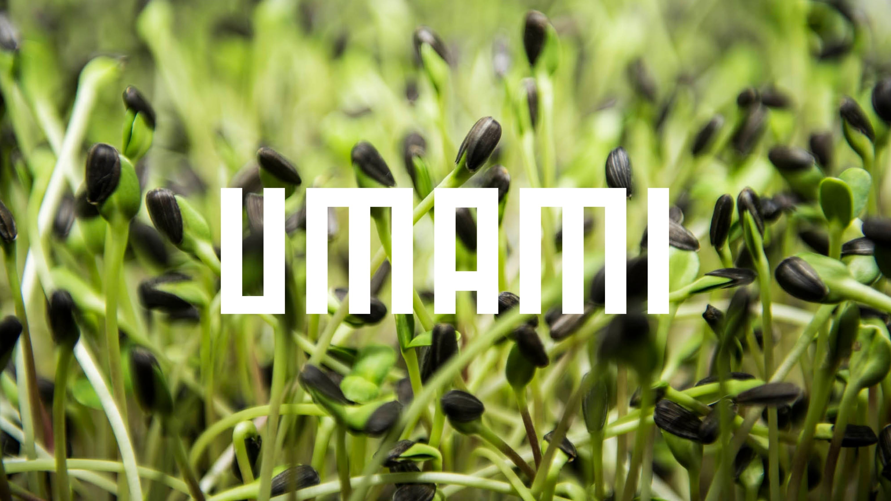 Minivoices – Umami Minivoices – Umami